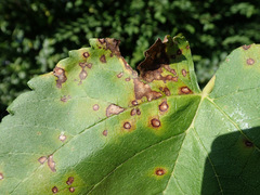 Neophloeospora maculans
