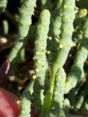 Arthrocaulon macrostachyum