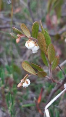 Chamaedaphne calyculata