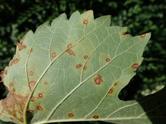 Neophloeospora maculans