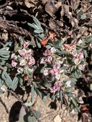 Polygonum shastense