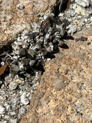 Dudleya abramsii abramsii