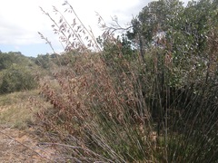 Thamnochortus karooica