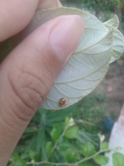 Psyllobora confluens