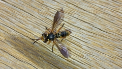Thecophora