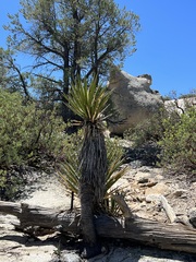 Yucca schidigera