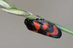 Cercopis vulnerata