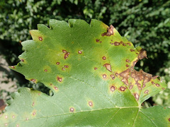 Neophloeospora maculans