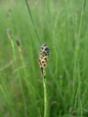 Equisetum palustre
