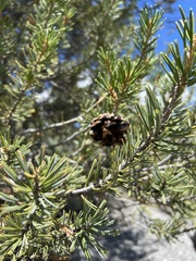 Pinus quadrifolia