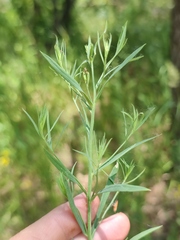 Galatella sedifolia