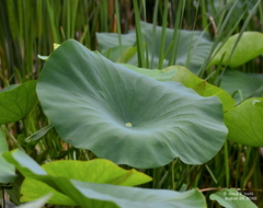 Nelumbo lutea