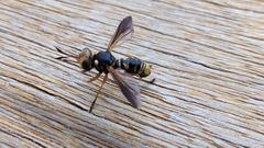 Thecophora