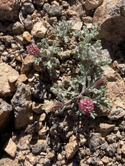 Chaenactis nevadensis