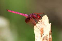 Trithemis aurora
