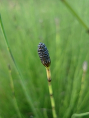 Equisetum palustre