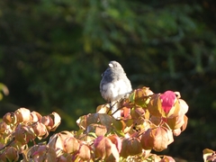 Junco hyemalis carolinensis