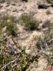 Holodiscus discolor microphyllus
