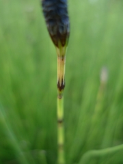 Equisetum palustre