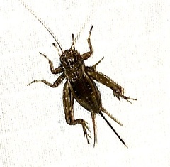 Allonemobius fasciatus