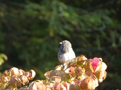 Junco hyemalis carolinensis