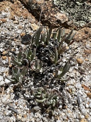 Dudleya abramsii abramsii