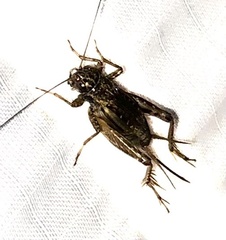 Allonemobius fasciatus