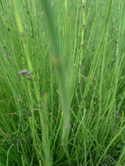 Equisetum palustre