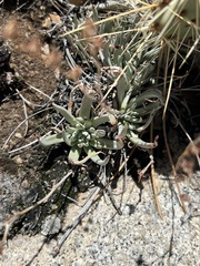 Dudleya abramsii