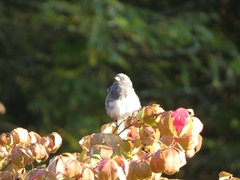Junco hyemalis carolinensis