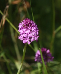 Anacamptis pyramidalis