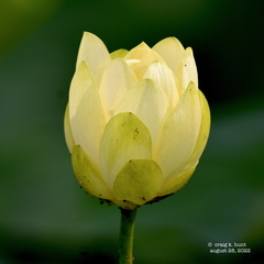 Nelumbo lutea