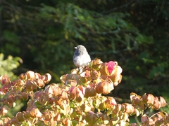 Junco hyemalis carolinensis