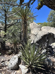 Yucca schidigera