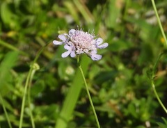 Scabiosa columbaria