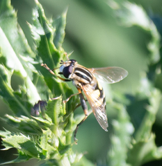 Helophilus trivittatus