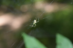 Mangora