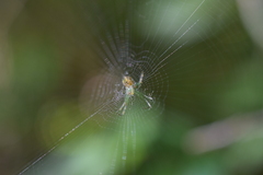 Mangora