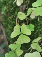 Oxalis acetosella