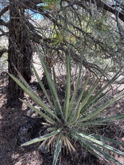 Yucca schidigera