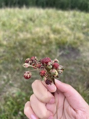 Fragaria vesca