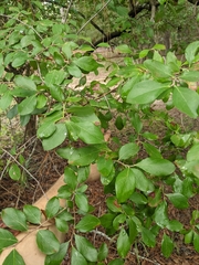 Forestiera ligustrina