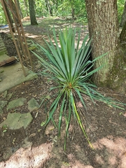 Yucca filamentosa