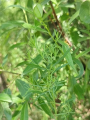 Galatella sedifolia