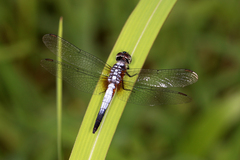 Brachydiplax chalybea
