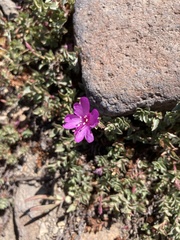 Epilobium obcordatum