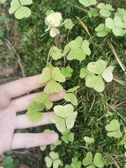 Oxalis acetosella