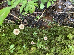 Lactarius griseus