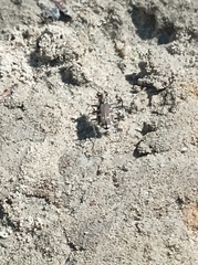 Cicindela repanda
