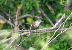 Thryophilus pleurostictus